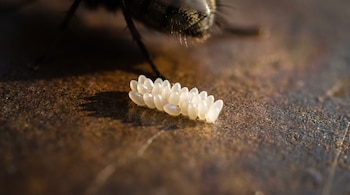Primer plano de huevos de mosca doméstica blancos y brillantes agrupados, con una parte del abdomen de la mosca fuera de foco en un fondo oscuro y borroso.