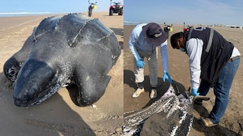 Hallan tortuga laúd, especie en