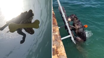 Su dueño aseguró que su