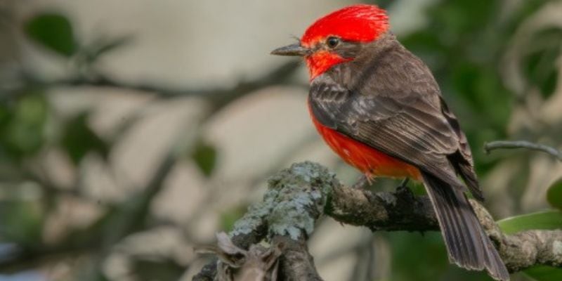Colombia lidera el Global Big Day con más de 1.500 especies registradas por 3.600 observadores a lo largo del país - crédito Gobernación de Cundinamarca