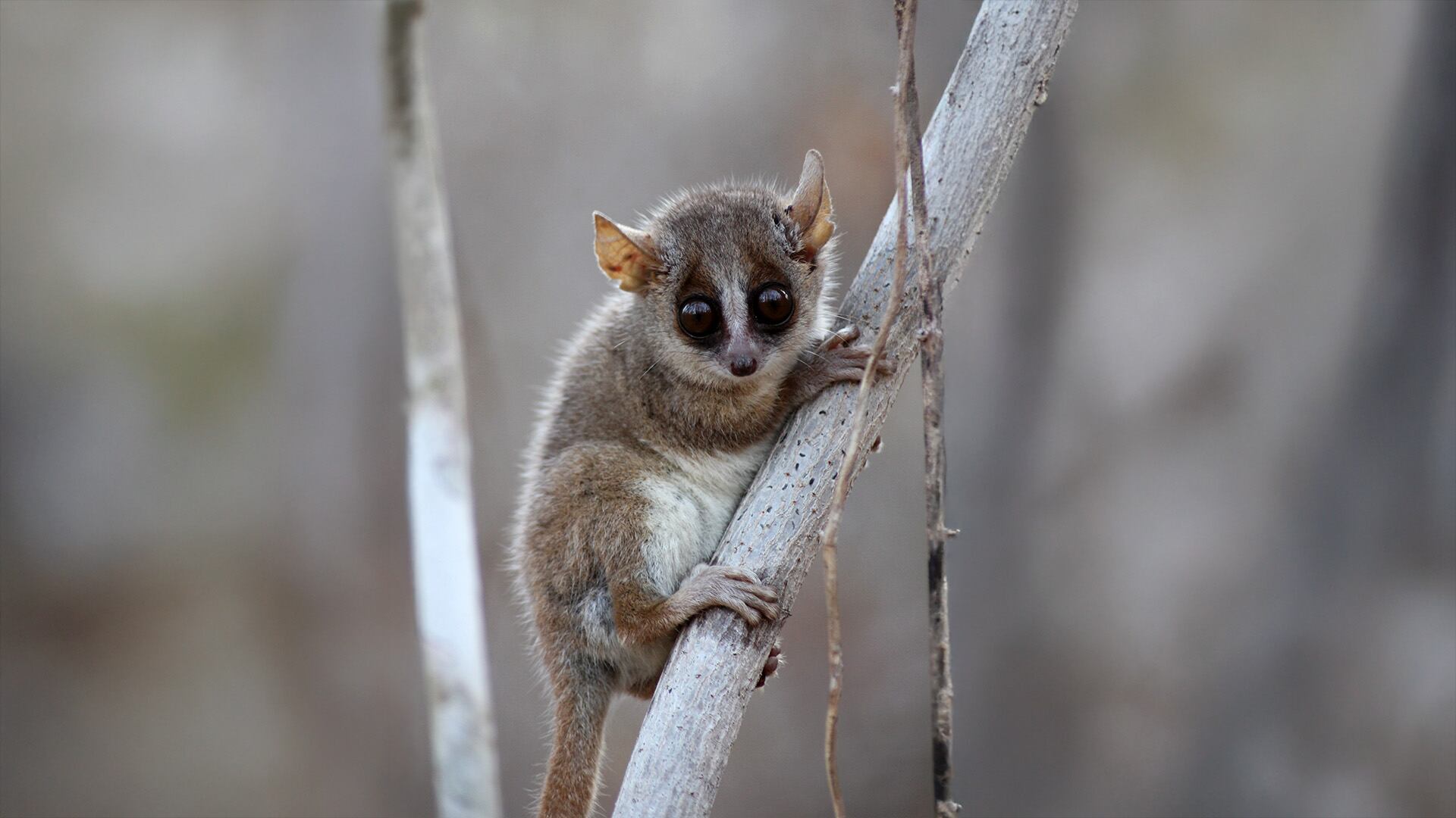 El 95% de los lémures de Madagascar está en peligro de extinción por la pérdida de hábitat y la presión humana./F. Huebner