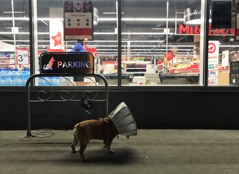 A dog wearing a cone