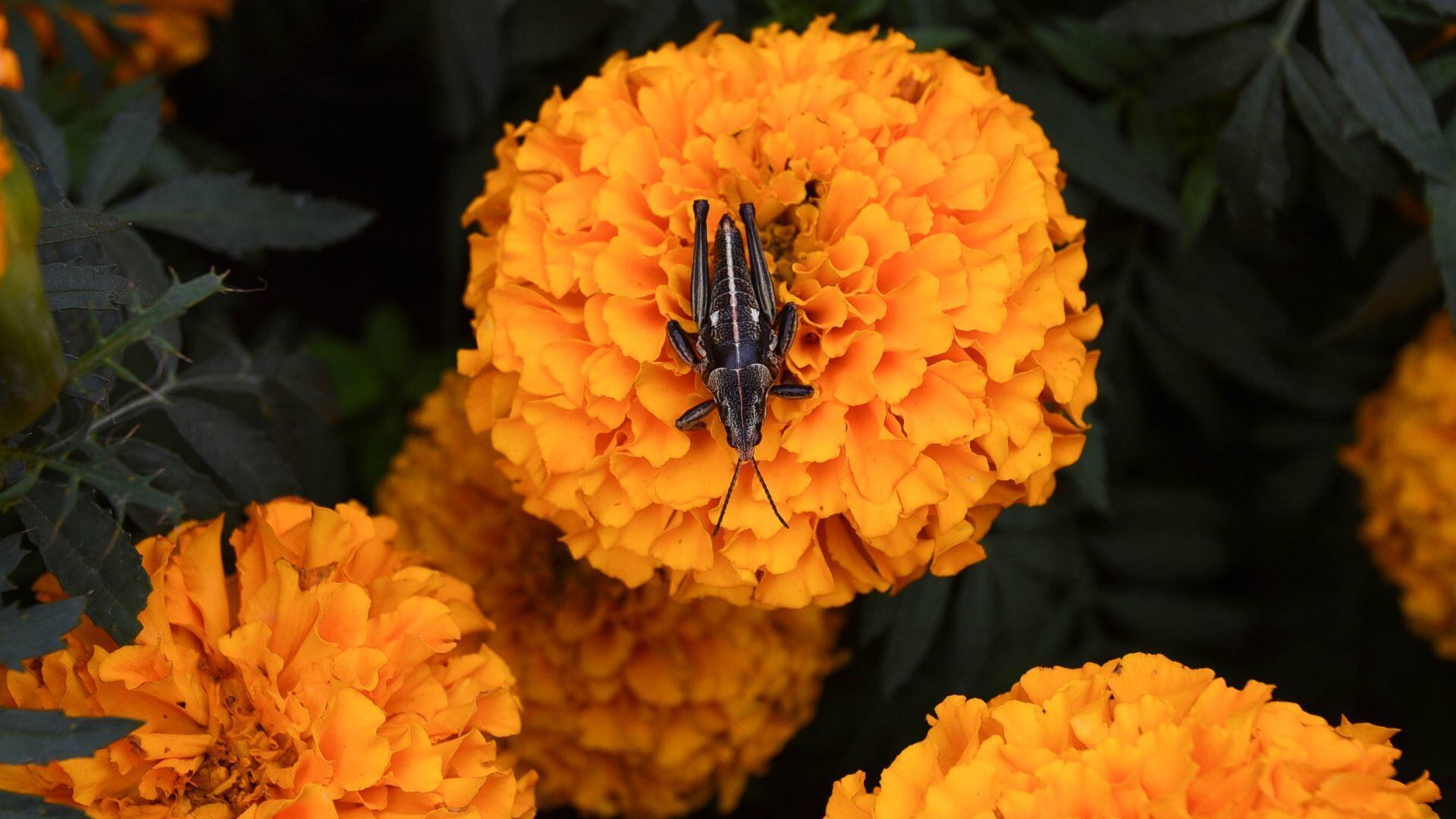 Las regiones de Guanajuato, Hidalgo, Michoacán y Estado de México ofrecen las mejores condiciones para el cultivo de cempasúchil.(CUARTOSCURO)