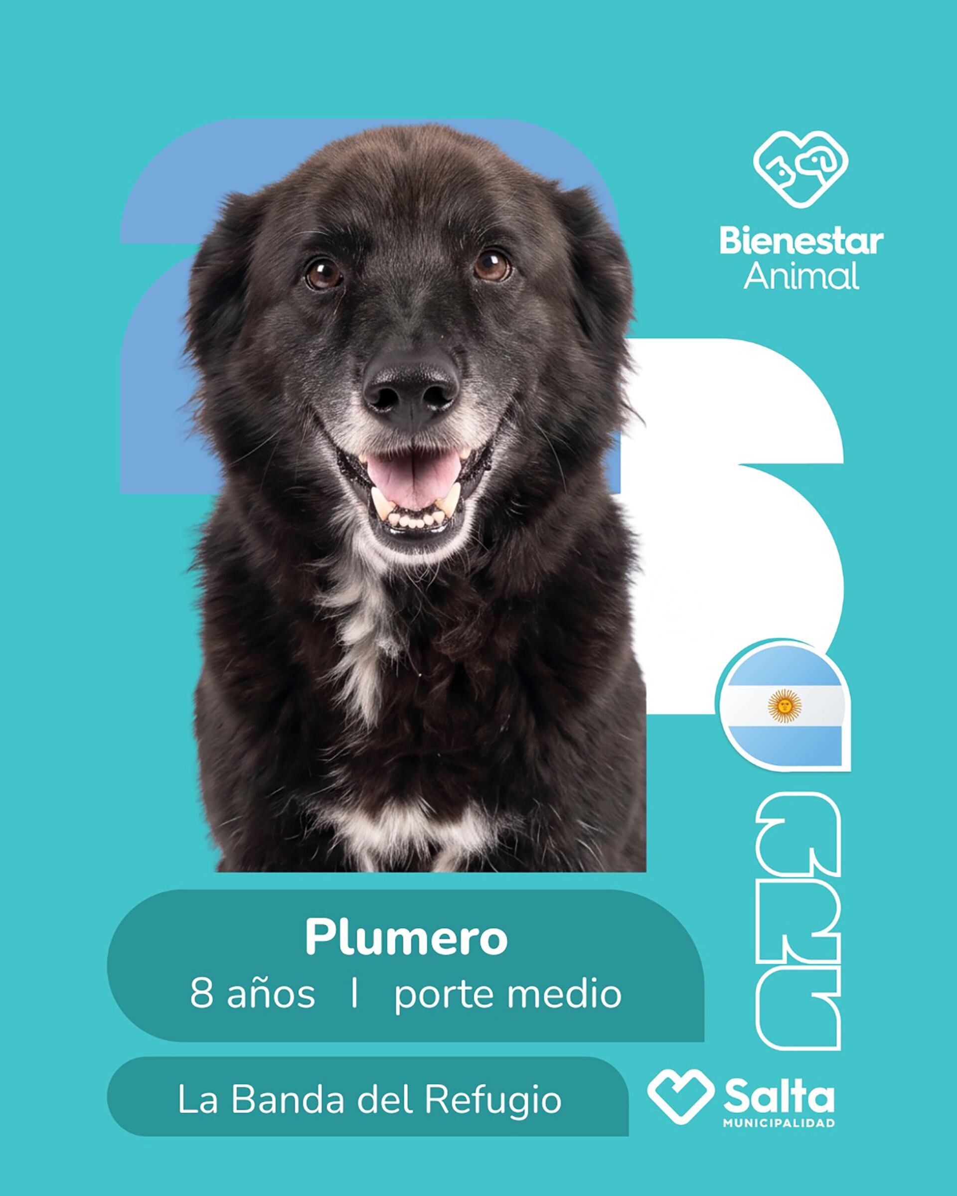 Se debe firmar un acta que compromete a quien adopta a cuidar de la mascota y mantenerla en “condiciones óptimas
