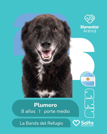 Perros adopción salta