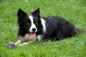 Border Collie