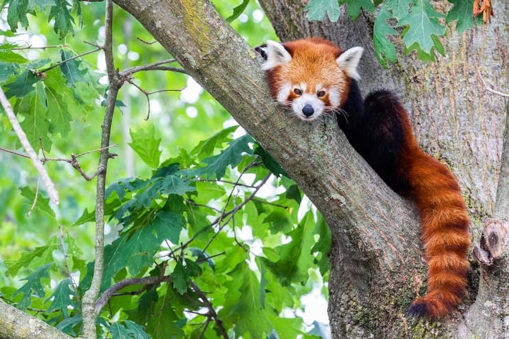 Las cámaras trampa instaladas en árboles fueron 8 veces más eficaces que las colocadas en el suelo para registrar al panda rojo (Magnific)
