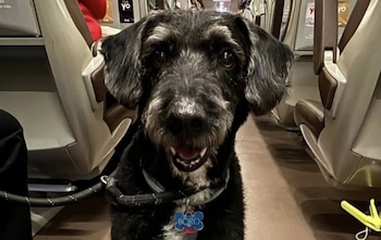 Así fue la búsqueda y