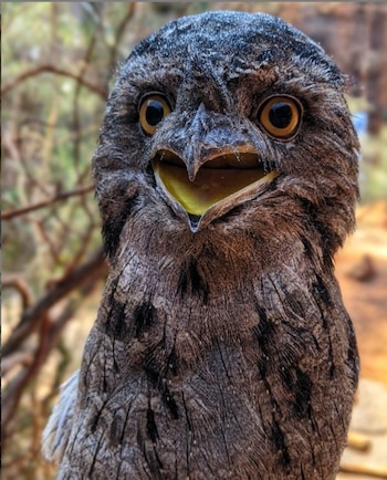 El podargo es un ave