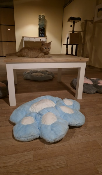 Conoce a los verdaderos dueños