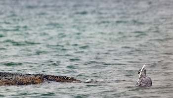 El biólogo marino Robert Marc Lehmann examina a Timmy. (EFE/ Selim Sudheimer)