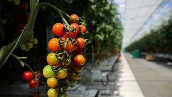 El Gobierno declaró la alerta