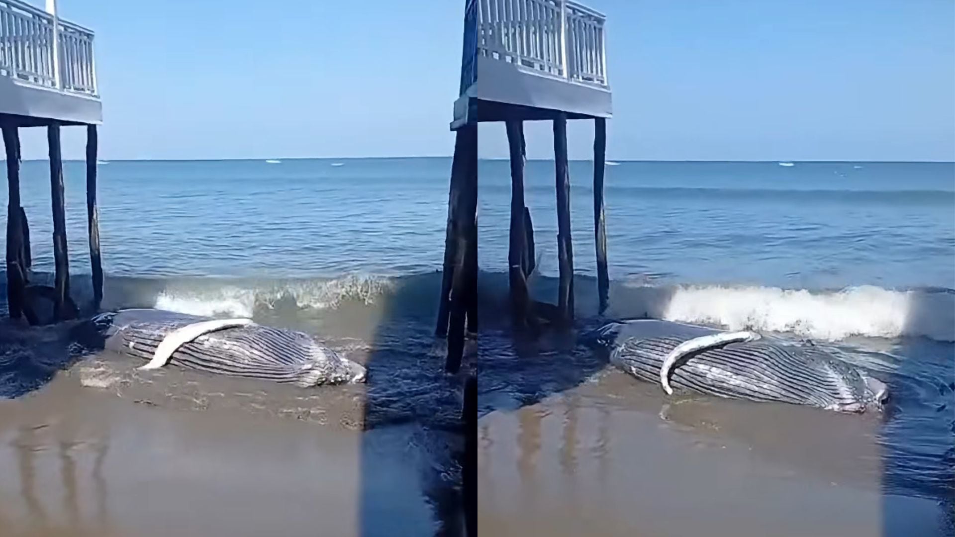 Otra ballena aparece varada en la playa Colán: videos difundidos en muestran a cetáceo en la orilla