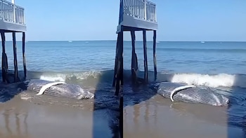 Otra ballena aparece varada en la playa Colán: videos difundidos en Facebook muestran a cetáceo en la orilla