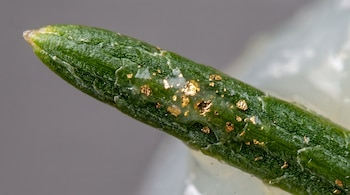 Aguja de abeto rojo verde, partículas de oro en su tejido vegetal, matriz gelatinosa translúcida, y fondo desenfocado blanco y gris.
