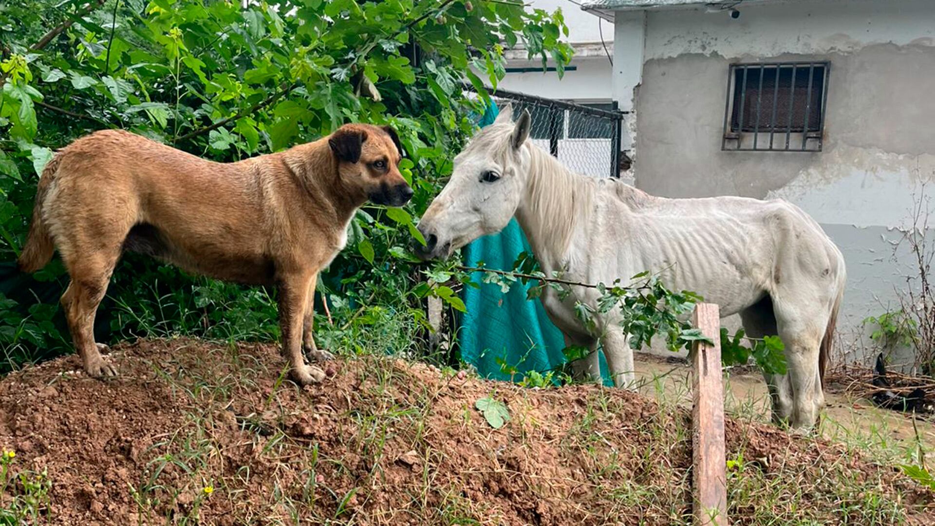 La conmovedora amista de Ami y Sofía (caballosrecc)