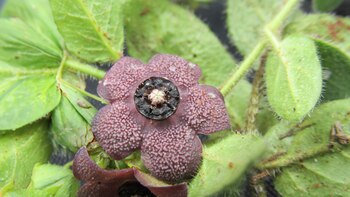 Austrochthamalia teyucuarensis, es una especie