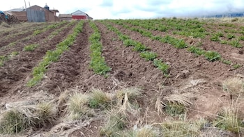 Sierra: Campaña agrícola 2025-2026 mejora
