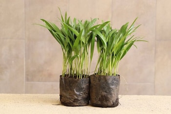 En Colombia hay dos tipos