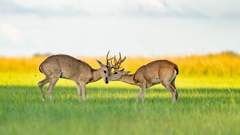 Esteros del Iberá, un nuevo