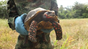 La Policía llegó por una llamada de auxilio por un robo y resultó en la incautación de animales exóticos