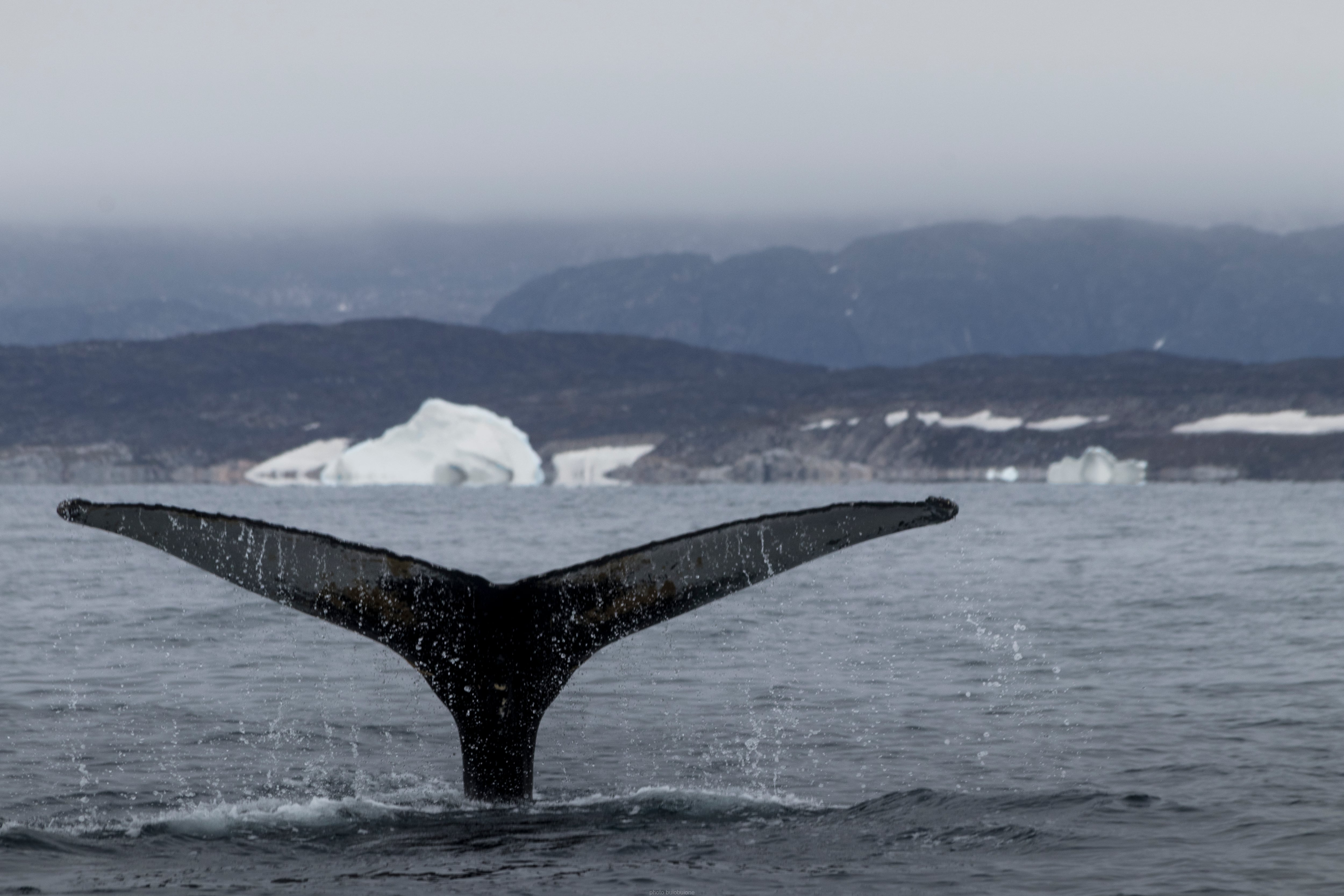Ballena jorobada en la bahía de Disko en Groenlandia (Wikimedia Commons)