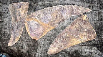 Más de 7000 aletas de