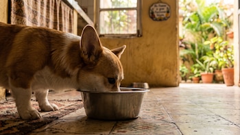 Alimentación mixta de mascotas se consolida en Centroamérica y República Dominicana