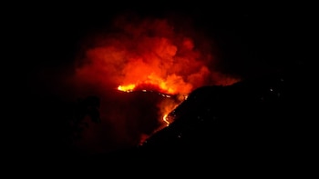 Una comisión especial de la Universidad Nacional viajará este lunes al Tolima para atender a los animales afectados por los incendios forestales - crédito redes sociales