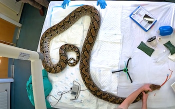 Una gran serpiente con patrón de escamas en tonos gris, amarillo y negro reposa enrollada entre hojas secas