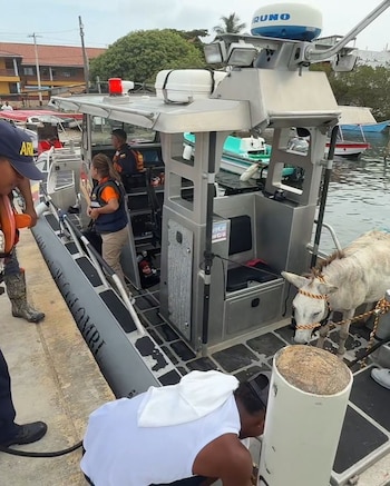 Personal de la Umata y la Armada Nacional trasladó a Apolo desde la comunidad de Orika hasta Cartagena para recibir atención veterinaria especializada - crédito Alcaldía de Cartagena