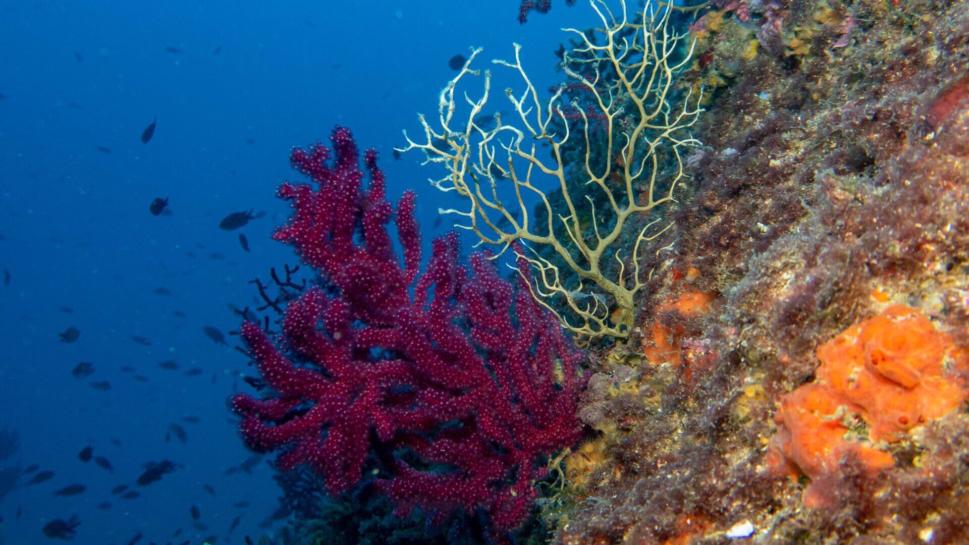 Vistas de corales en el fondo marino en Mallorca. (Europa Press)