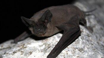 Desmentir mitos sobre murciélagos es