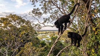 Dos monos negros trepan por ramas entrelazadas de árboles frente a un paisaje de vegetación verde y un río curvado al fondo.