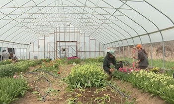 Tres personas trabajan en un invernadero con techo translúcido, rodeadas de hileras de tulipanes. Una persona recoge flores, otra usa una pala entre las plantas