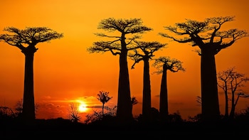 La Avenida de los Baobabs,