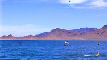 Avión de Calafia Airlines desapareció