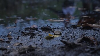 La conservación de la taricaya