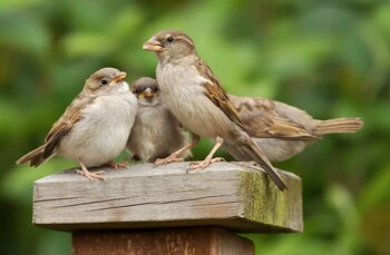 La palabra gokotta se traduce