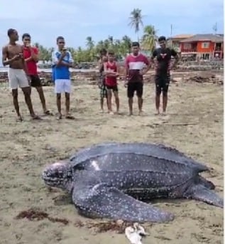 La tortuga laúd puede alcanzar hasta 2.5 metros de longitud y es considerada una especie en peligro crítico. Tomada de MiAmbiente