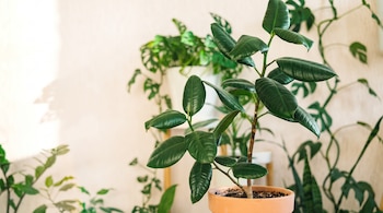 Planta de ficus elastica en maceta de terracota con hojas verdes y grandes. Varias plantas de interior de fondo borroso. Pared clara con sombras.