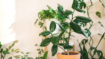 Cómo hacer para que las hojas de mi ficus crezcan grandes y verdes