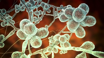 La transmisión del hongo a