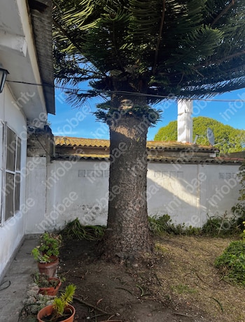 Foto de uma grande árvore de quebra-cabeças de macaco com tronco grosso e folhas grossas em um jardim ensolarado, próximo às paredes brancas de uma casa e vasos de plantas
