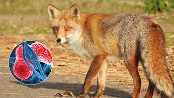 Hallan bacterias resistentes a antibióticos en zorros y aves salvajes: qué alertan los científicos
