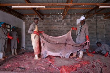 Los burros de África son