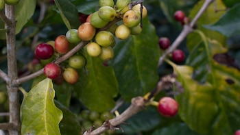 Reforma legal flexibiliza tarifas y endurece sanciones para promover competitividad e inversión en el sector cafetalero de El Salvador