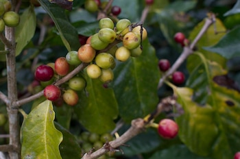 Debido a que la Ley Especial para la Comercialización, Registro y Protección de la Propiedad del Café contiene ciertos artículos desfasados, la Comisión de Salud, Agricultura y Medio Ambiente aprobó reformar dicha normativa, con el fin de facilitar los procesos de comercialización de dicho producto. EFE/Gustavo Amador/Archivo