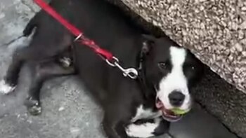 Así terminó el caso de Rigo, el pitbull que habría sido agredido por su dueño en Polanco (Twitter @LetyVarela)