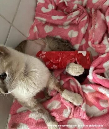 Gato rescatado, necesitaría intervención de